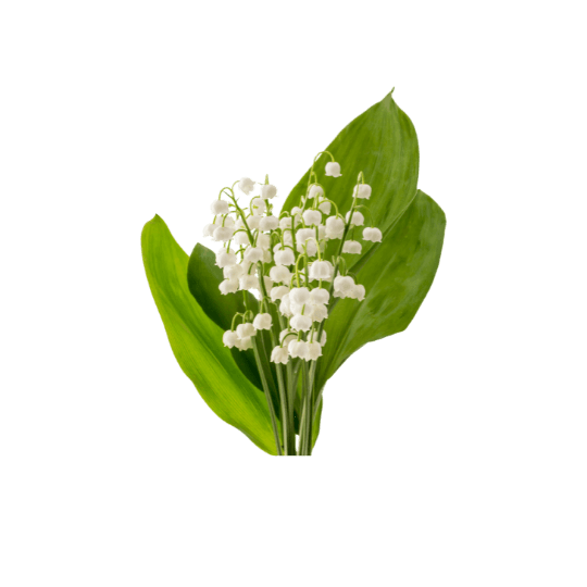 Bouquet de muguet