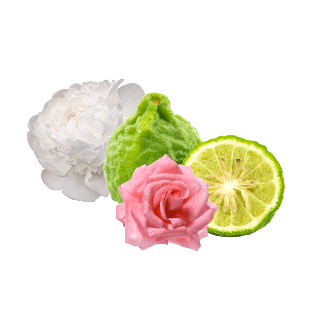 Bargamote, pivoine, rose.