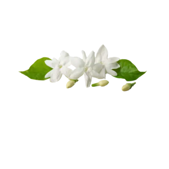 Jasmin
