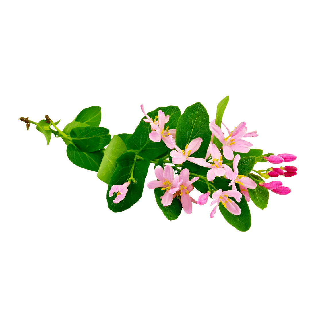 Chèvrefeuilles